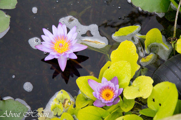 大溪花海農場:摩艾巨石像-大溪花海農場親子遊推薦