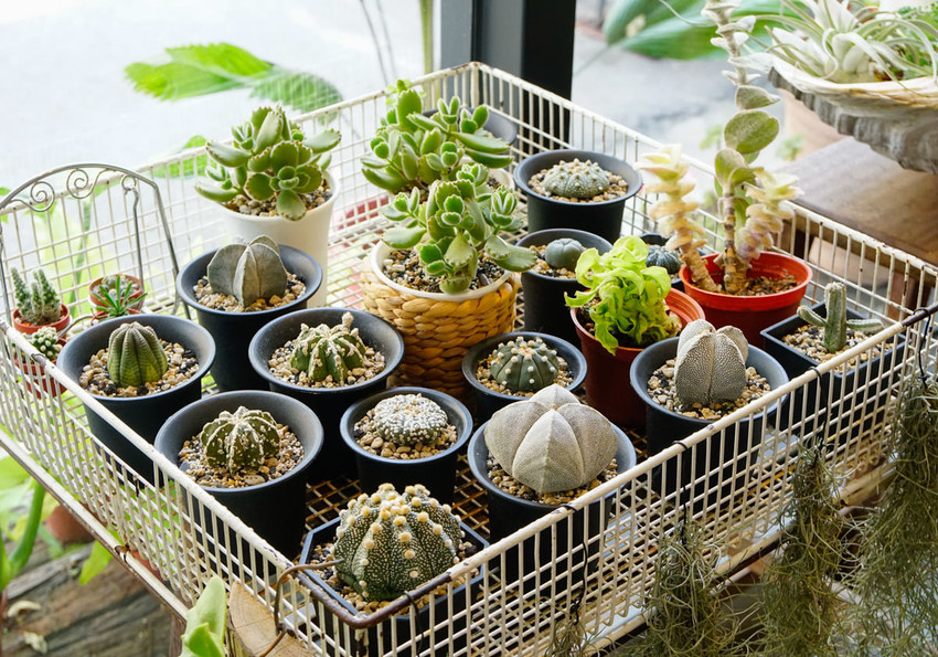 [台南]Meller墨樂咖啡-安平隱藏版! 時尚乾燥花藝x復古老屋咖啡店 難忘美味手作甜點 台南安平咖啡館推薦 - 美食好芃友