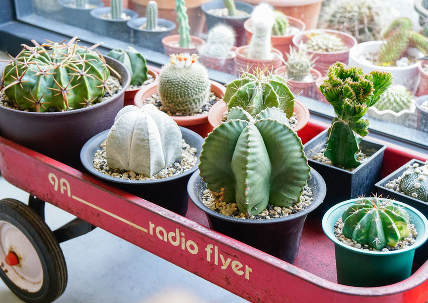 [台南]Meller墨樂咖啡-安平隱藏版! 時尚乾燥花藝x復古老屋咖啡店 難忘美味手作甜點 台南安平咖啡館推薦 - 美食好芃友