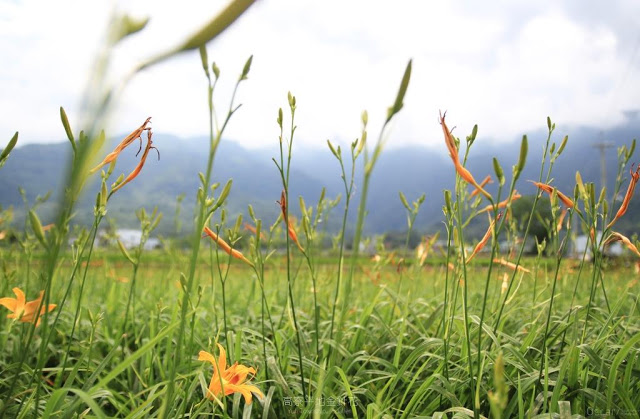 高寮平地金針-3