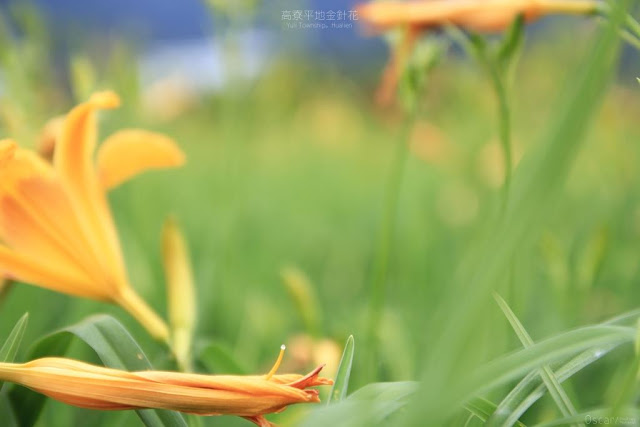 高寮平地金針-13