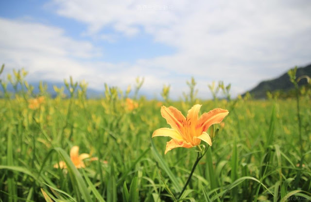 高寮平地金針-11