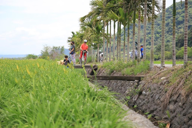 高寮平地金針-14