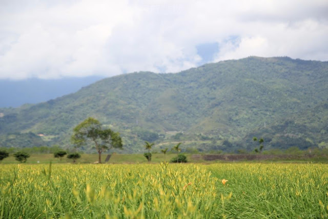 高寮平地金針-8