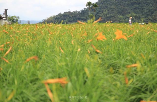 高寮平地金針-10