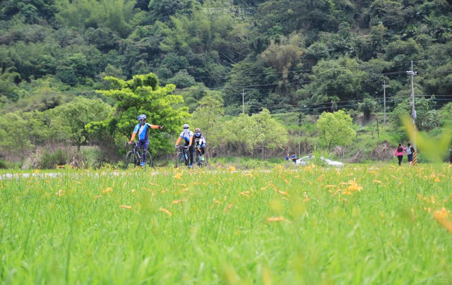 高寮平地金針-7