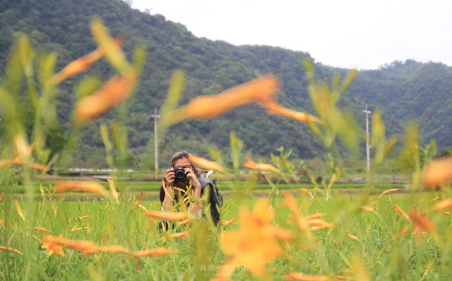 高寮平地金針-15