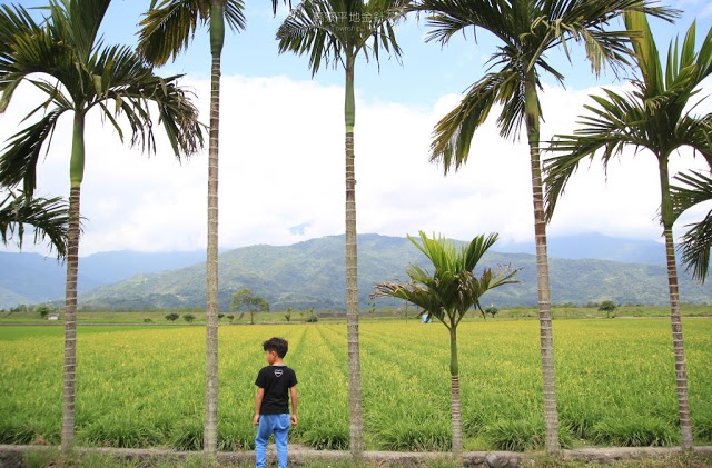 高寮平地金針-16
