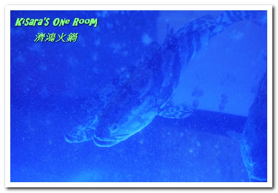 濟鴻火鍋:景美現流海鮮.市區也能吃到高檔活跳跳海鮮/特色鍋物──濟鴻火鍋