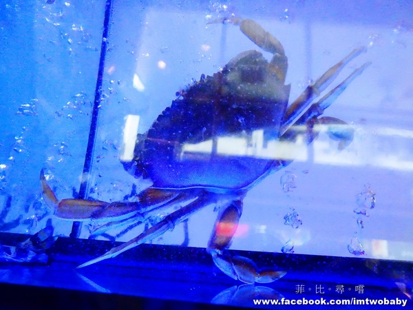 濟鴻火鍋:【捷運美食】濟鴻火鍋 漁港直送生猛海鮮 蝦兵蟹將活跳跳上桌 甜潤海鮮X極鮮肉品讓您大呼過癮!! 濟鴻火鍋:【捷運美食】濟鴻火鍋 漁港直送生猛海鮮 蝦兵蟹將活跳跳上桌 甜潤海鮮X極鮮肉品讓您大呼過癮!!