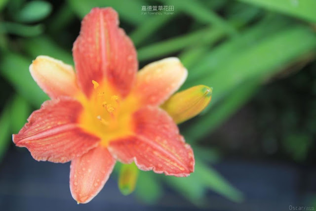 嘉德萱草花田-5