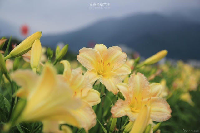 嘉德萱草花田-6