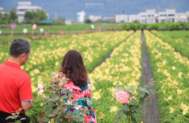 嘉德萱草花田-10