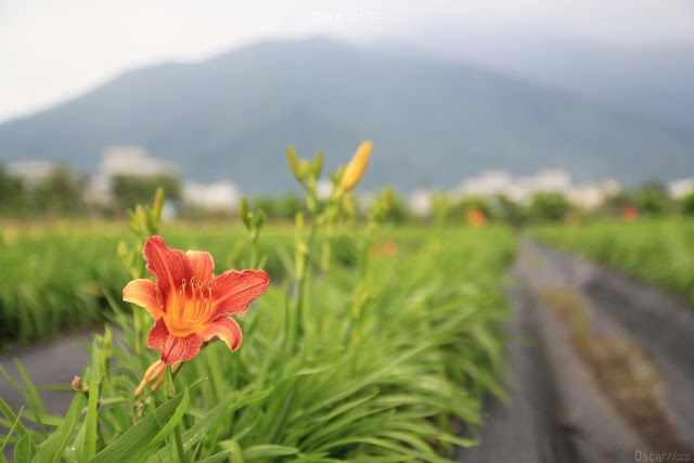 嘉德萱草花田-4