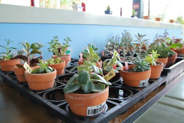 左手香故事館：【南投景點】左手香生活故事館~DIY屬於自己的天然手工皂~庭園造景結合環保的綠建築