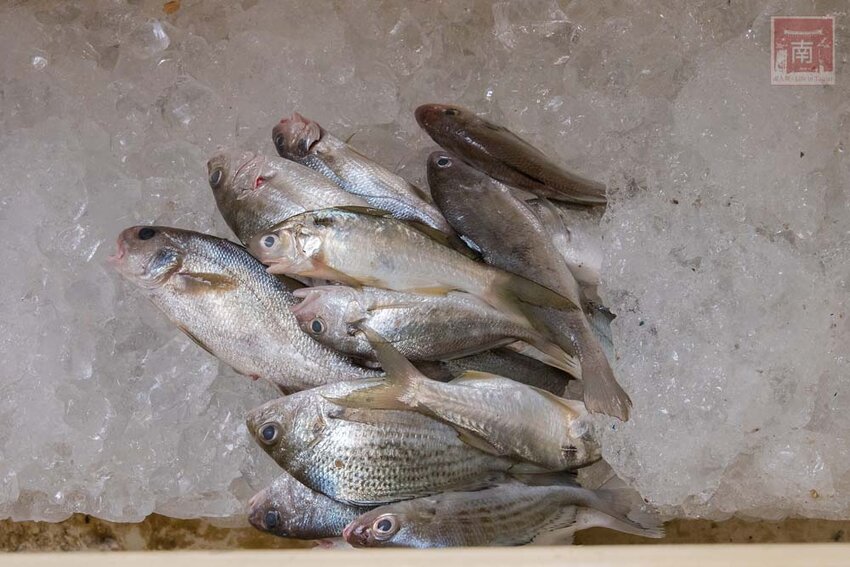 【臺南美食】半戶外美食街在安平｜有小朋友大沙池｜露天寵物野餐空間｜假日駐唱演唱｜串燒｜海鮮｜熱炒｜飲料~~請上桌5號港灣 - 南人幫
