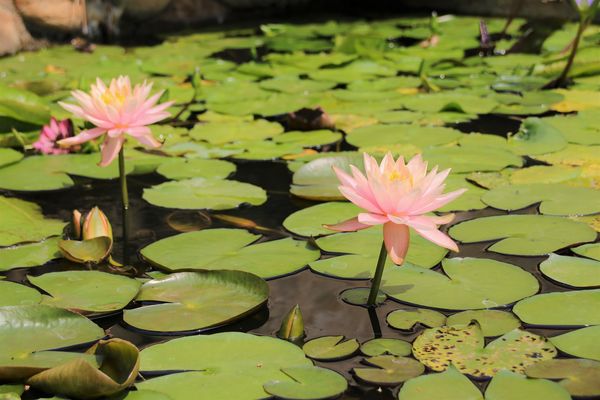 啄木鳥之丘泡腳丫親子餐廳： 【南投景點】啄木鳥之丘泡腳ㄚ親子餐廳~藍白色地中海風格，泡泡腳ㄚ，聊聊天，泡湯配美食滿足又舒心，沙坑及戲水池小孩子很愛