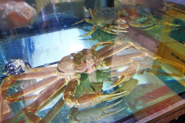 【桃園美食】森日式料理-CP值極高！超豪華日式庭園景觀餐廳