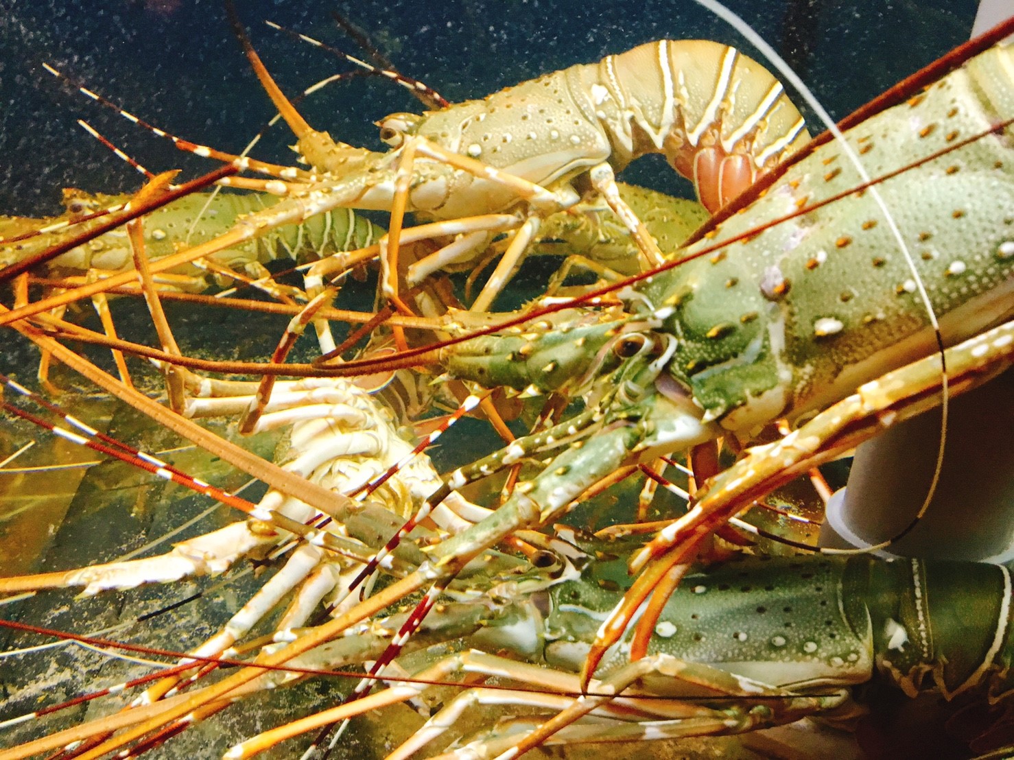 【台中】大里 竹間精緻鍋物 從基隆來的超新鮮海鮮 開始全省開店拓展