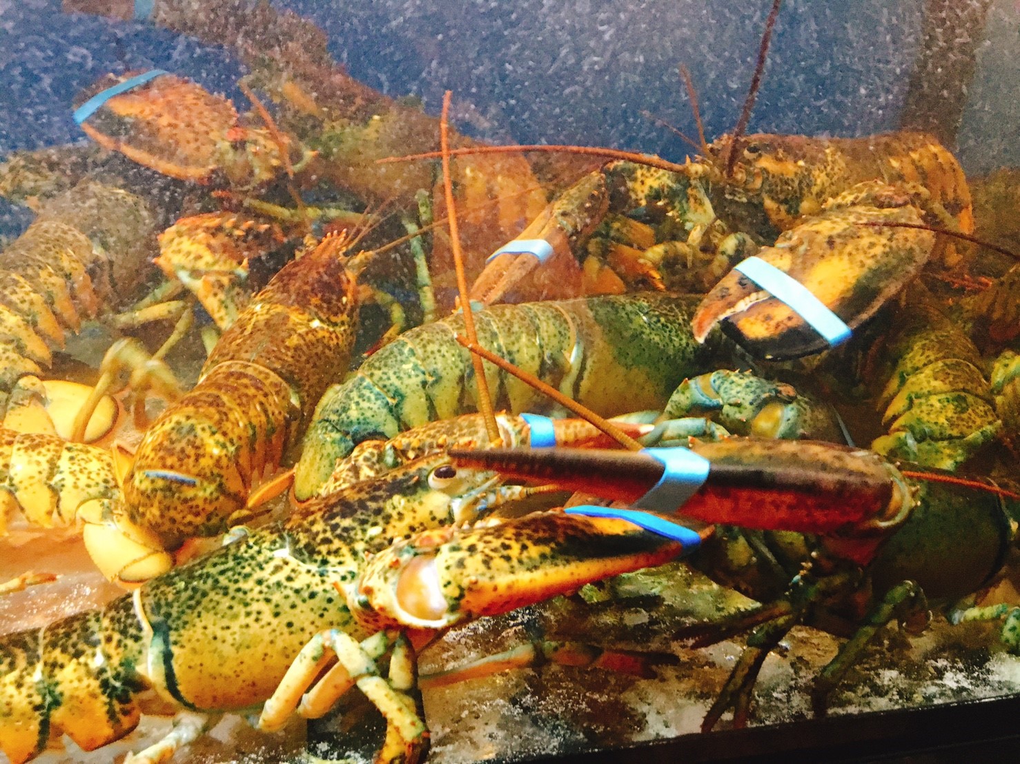 【台中】大里 竹間精緻鍋物 從基隆來的超新鮮海鮮 開始全省開店拓展