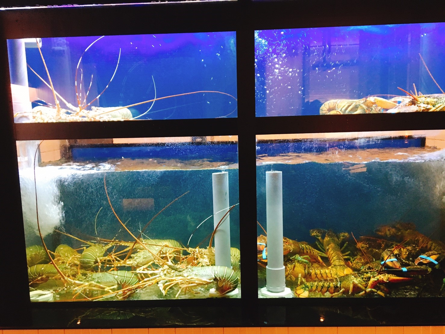 【台中】大里 竹間精緻鍋物 從基隆來的超新鮮海鮮 開始全省開店拓展