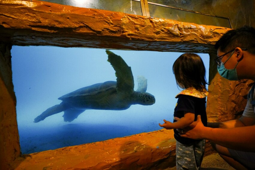 新北旅遊住宿|北海岸親子飯店推薦!薆悅酒店野柳渡假館 400坪親子遊戲室、海鮮自助餐吃到飽 順遊野柳女王頭、野柳海洋公園 - 奇奇一起玩樂趣