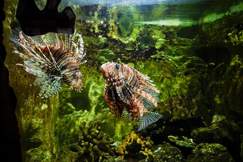 新北旅遊住宿|北海岸親子飯店推薦!薆悅酒店野柳渡假館 400坪親子遊戲室、海鮮自助餐吃到飽 順遊野柳女王頭、野柳海洋公園 - 奇奇一起玩樂趣