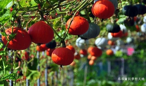 淡水 南瓜隧道-11.JPG