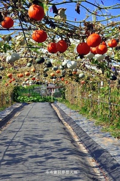 淡水 南瓜隧道-5.JPG