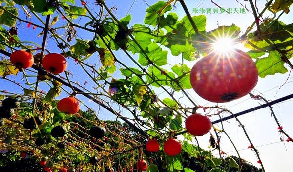 淡水 南瓜隧道-14.JPG