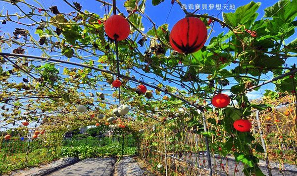 淡水 南瓜隧道-9.JPG