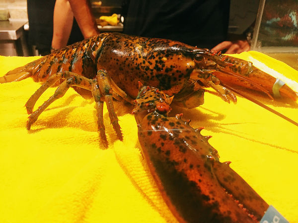 「板橋 極幻燒肉弁当。驚人美味的極幻龍蝦＆燒肉丼！！！」