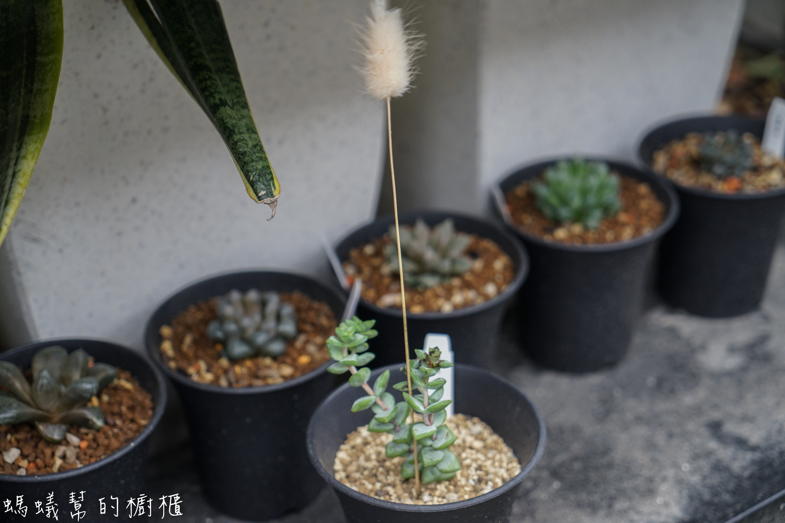 摩露啡molufi Cafe|員林隱藏版咖啡館，在植物園裡喝咖啡，特色烘焙點心，隱密又放鬆的秘密基地。 - 螞蟻幫的櫥櫃