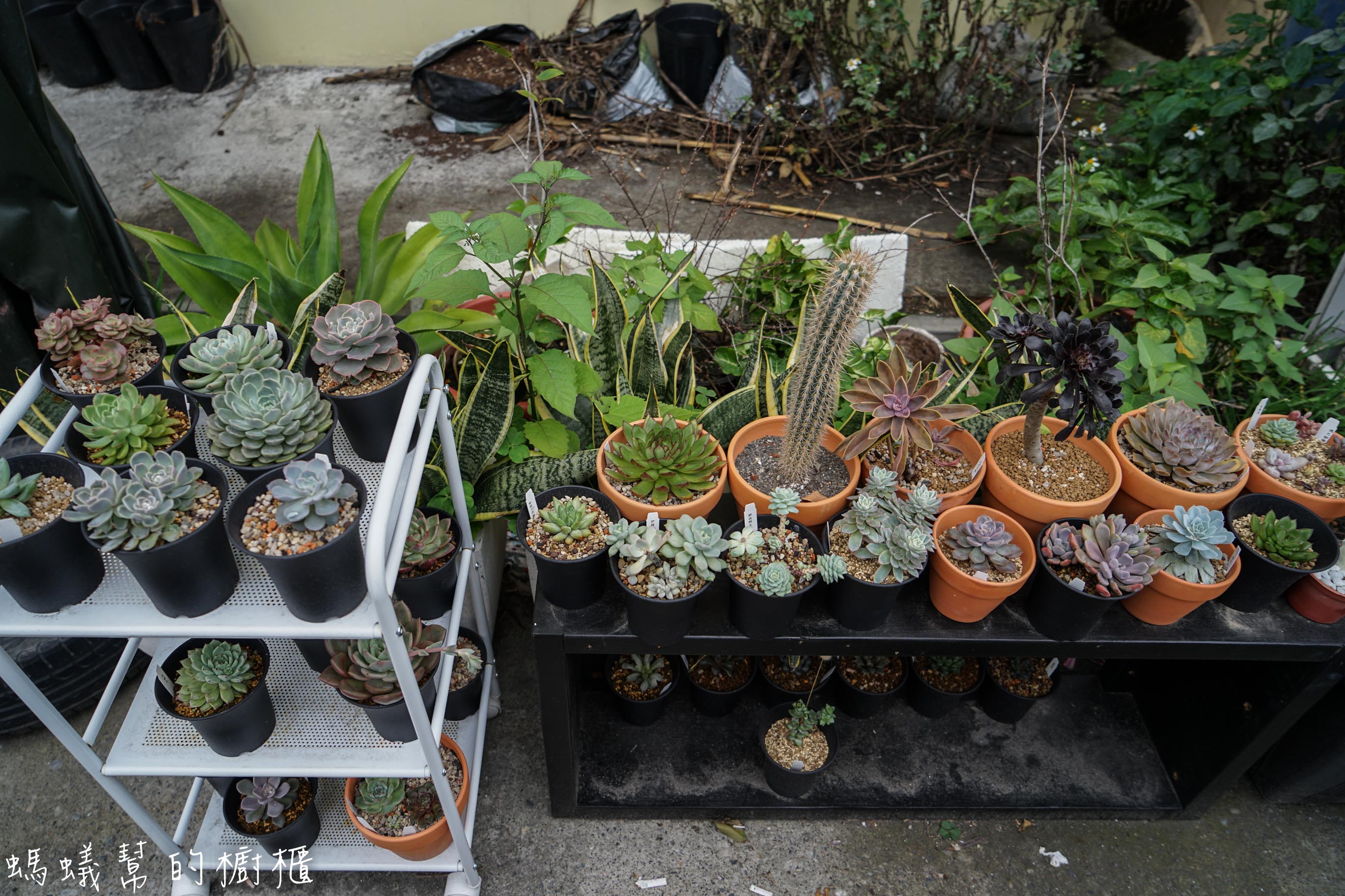 摩露啡molufi Cafe|員林隱藏版咖啡館，在植物園裡喝咖啡，特色烘焙點心，隱密又放鬆的秘密基地。 - 螞蟻幫的櫥櫃