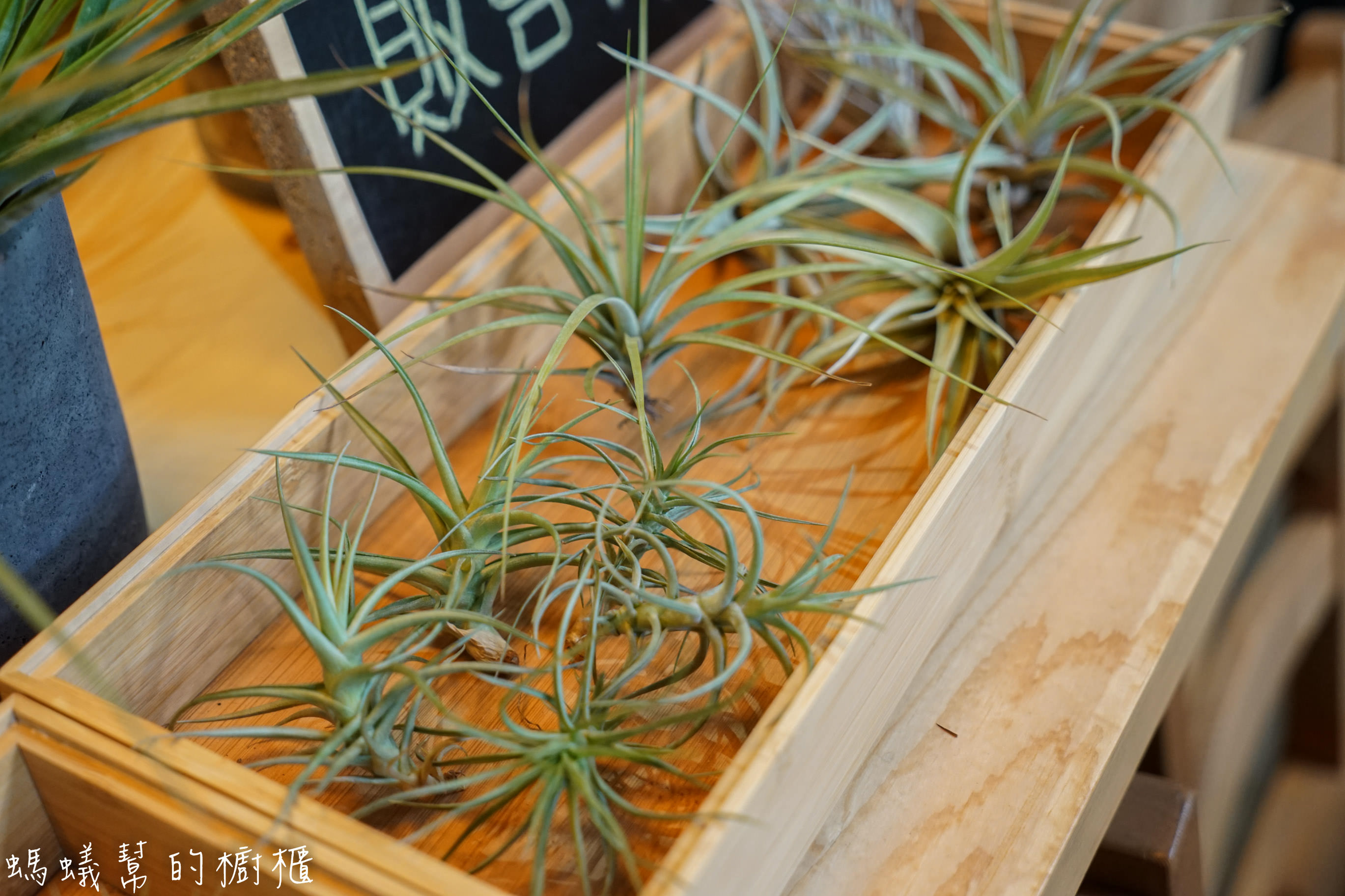 摩露啡molufi Cafe|員林隱藏版咖啡館，在植物園裡喝咖啡，特色烘焙點心，隱密又放鬆的秘密基地。 - 螞蟻幫的櫥櫃