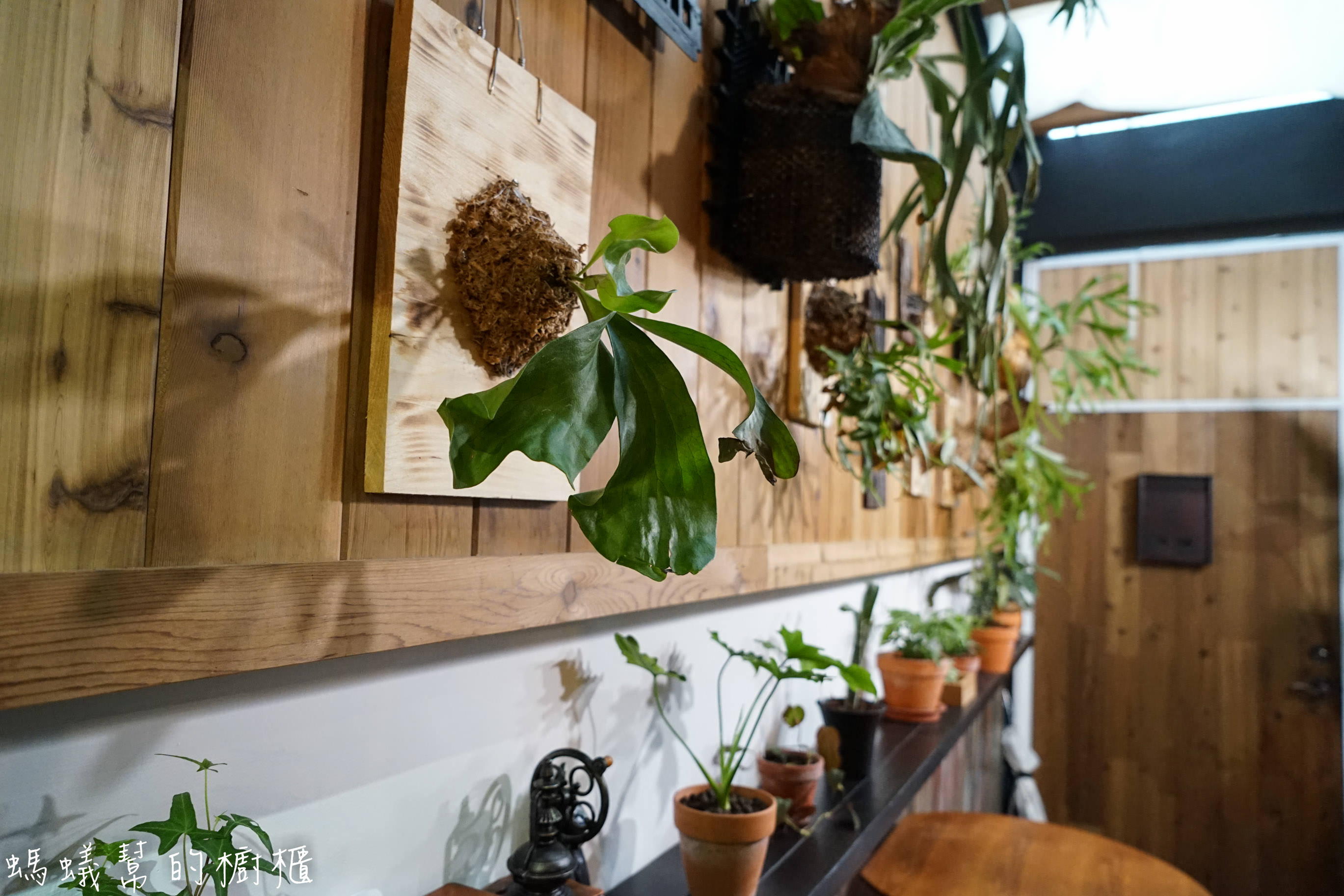 摩露啡molufi Cafe|員林隱藏版咖啡館，在植物園裡喝咖啡，特色烘焙點心，隱密又放鬆的秘密基地。 - 螞蟻幫的櫥櫃