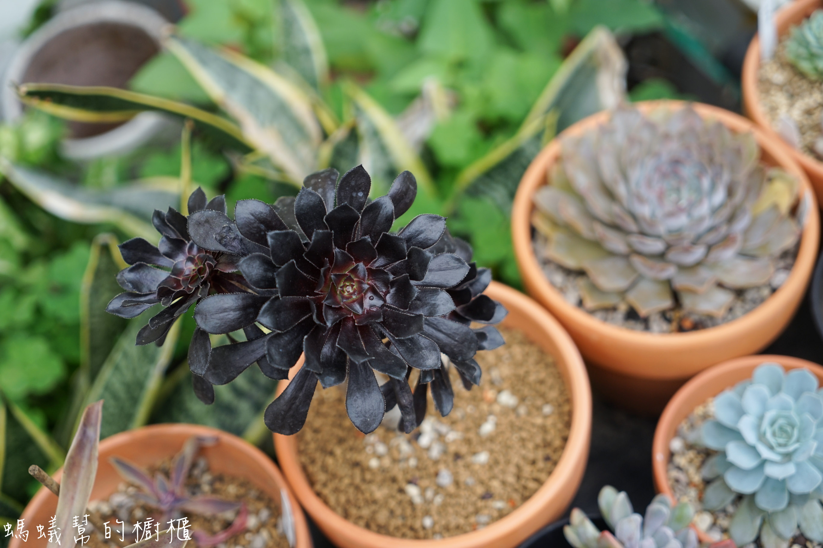 摩露啡molufi Cafe|員林隱藏版咖啡館，在植物園裡喝咖啡，特色烘焙點心，隱密又放鬆的秘密基地。 - 螞蟻幫的櫥櫃