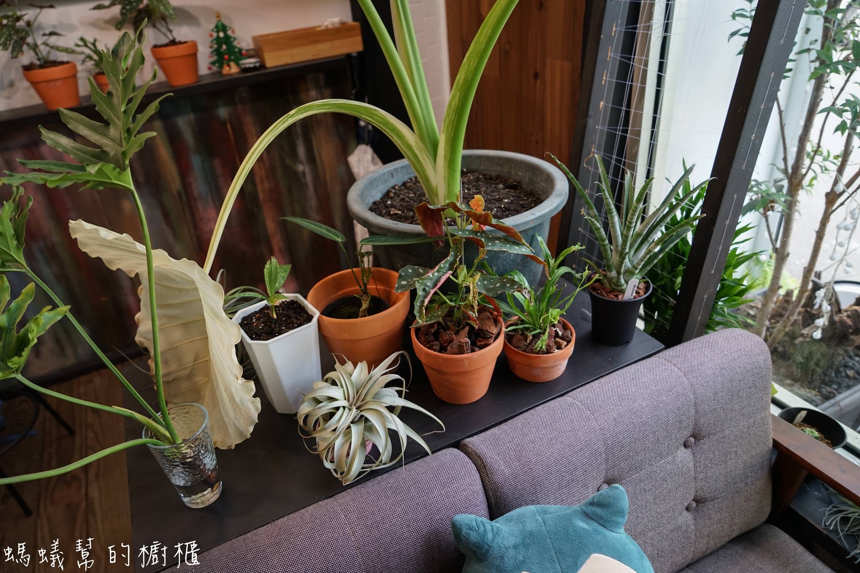 摩露啡molufi Cafe|員林隱藏版咖啡館，在植物園裡喝咖啡，特色烘焙點心，隱密又放鬆的秘密基地。 - 螞蟻幫的櫥櫃