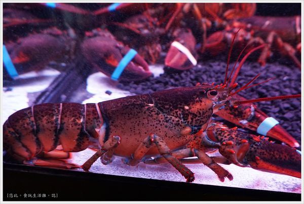 艾朋牛排-23-龍蝦.JPG 艾朋牛排-23-龍蝦.JPG