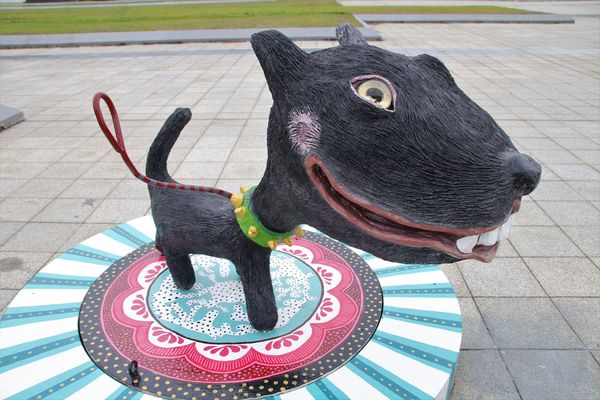 可愛逗趣南科管理局台灣犬:【台南景點】可愛逗趣南科管理局台灣犬~小黑都很有魅力,有點心機的表情可愛又逗趣,那耍寶耍酷的模樣,很讓人生疼,淘氣卻又帥勁十足,讓人又愛又恨的