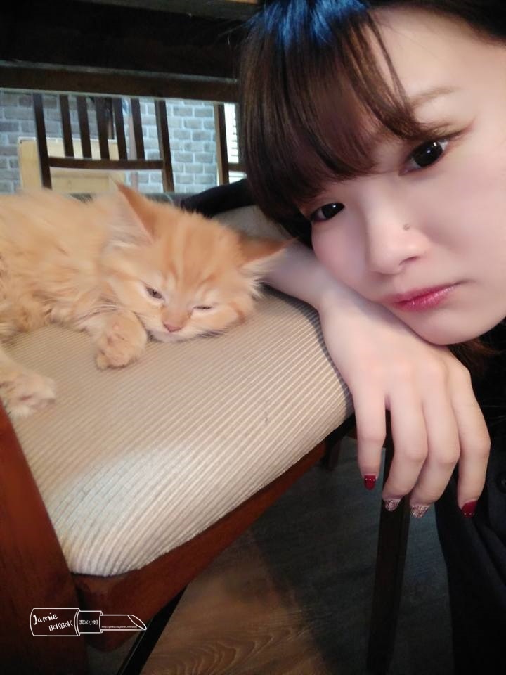 竹北咖啡廳推薦 福咪咖啡 Fumi福咪手作烘焙 友善動物餐廳 貓咪咖啡 貓奴