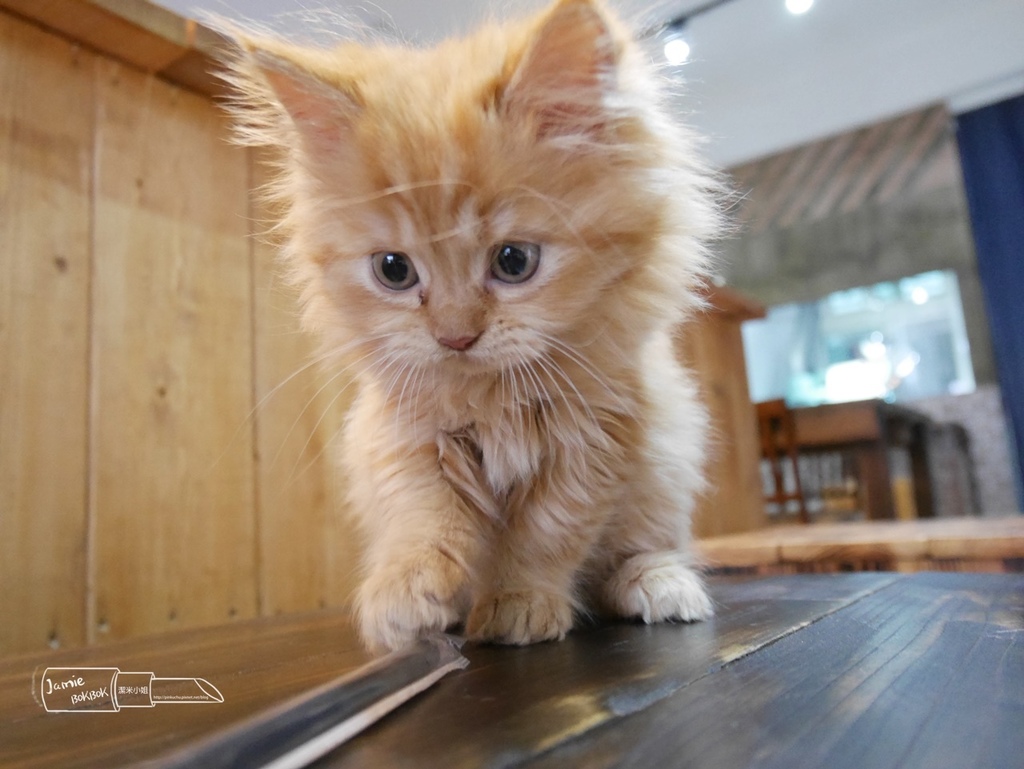 竹北咖啡廳推薦 福咪咖啡 Fumi福咪手作烘焙 友善動物餐廳 貓咪咖啡 貓奴