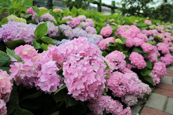 泰山繡球花步道：【新北市景點】泰山黎明步道花園繡球花~季節限定小小的景點，免費的小確幸