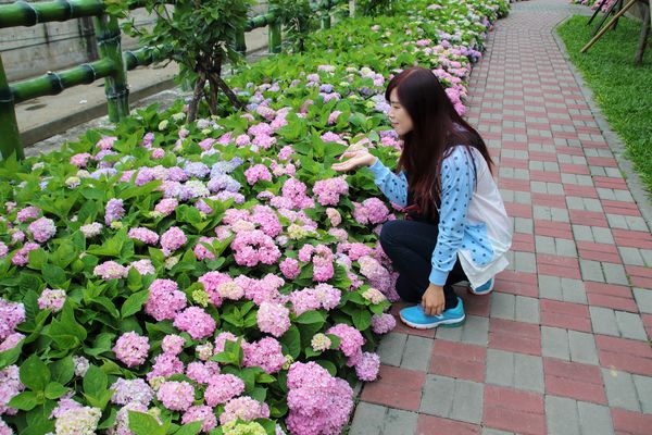 泰山繡球花步道：【新北市景點】泰山黎明步道花園繡球花~季節限定小小的景點，免費的小確幸