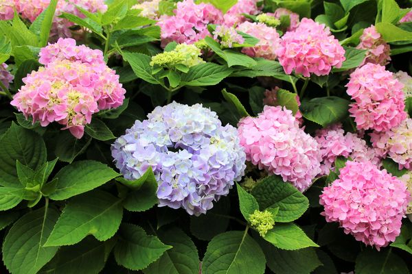 泰山繡球花步道：【新北市景點】泰山黎明步道花園繡球花~季節限定小小的景點，免費的小確幸