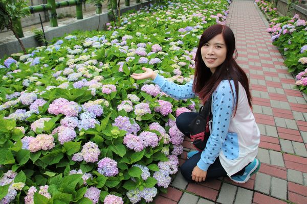 泰山繡球花步道：【新北市景點】泰山黎明步道花園繡球花~季節限定小小的景點，免費的小確幸