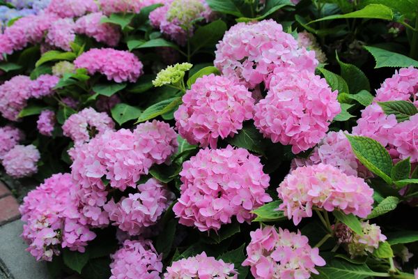 泰山繡球花步道：【新北市景點】泰山黎明步道花園繡球花~季節限定小小的景點，免費的小確幸