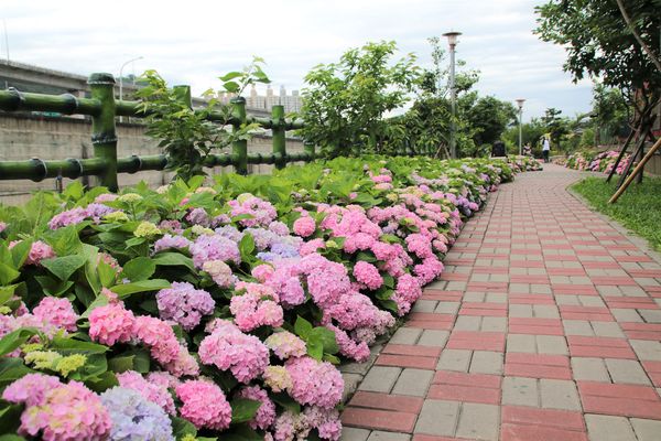 泰山繡球花步道：【新北市景點】泰山黎明步道花園繡球花~季節限定小小的景點，免費的小確幸