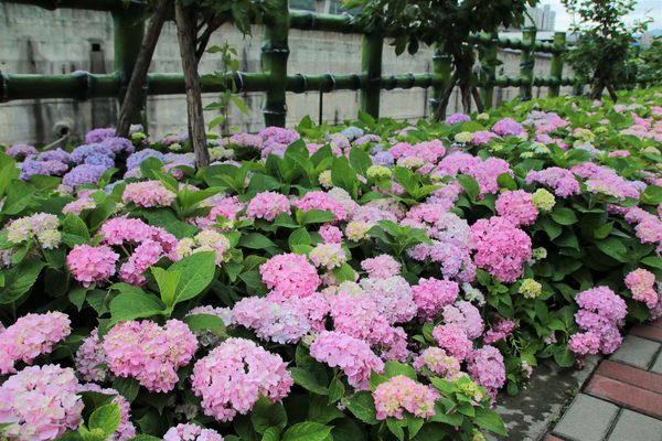 泰山繡球花步道：【新北市景點】泰山黎明步道花園繡球花~季節限定小小的景點，免費的小確幸