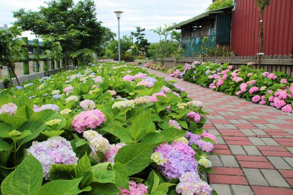 泰山繡球花步道：【新北市景點】泰山黎明步道花園繡球花~季節限定小小的景點，免費的小確幸